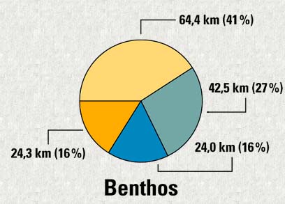 Graphique - Benthos