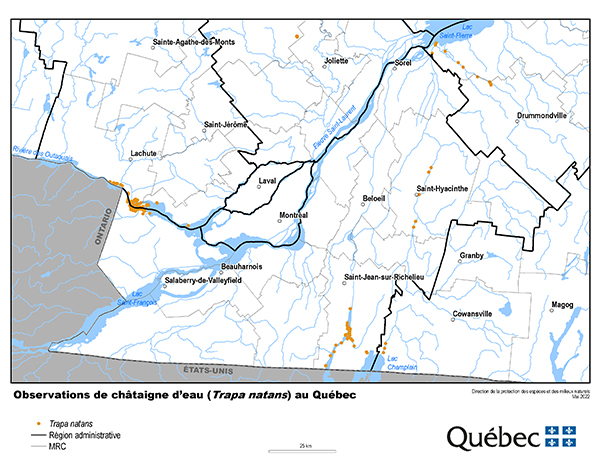 Observations de châtaigne d’eau (Trapa natans) au Québec.