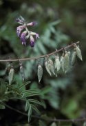 Astragale de Robbins varit de Fernald - Source : Francis Boudreau, MDDEP