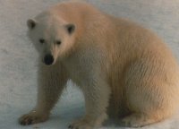 Ours polaire -  Service canadien des glaces
